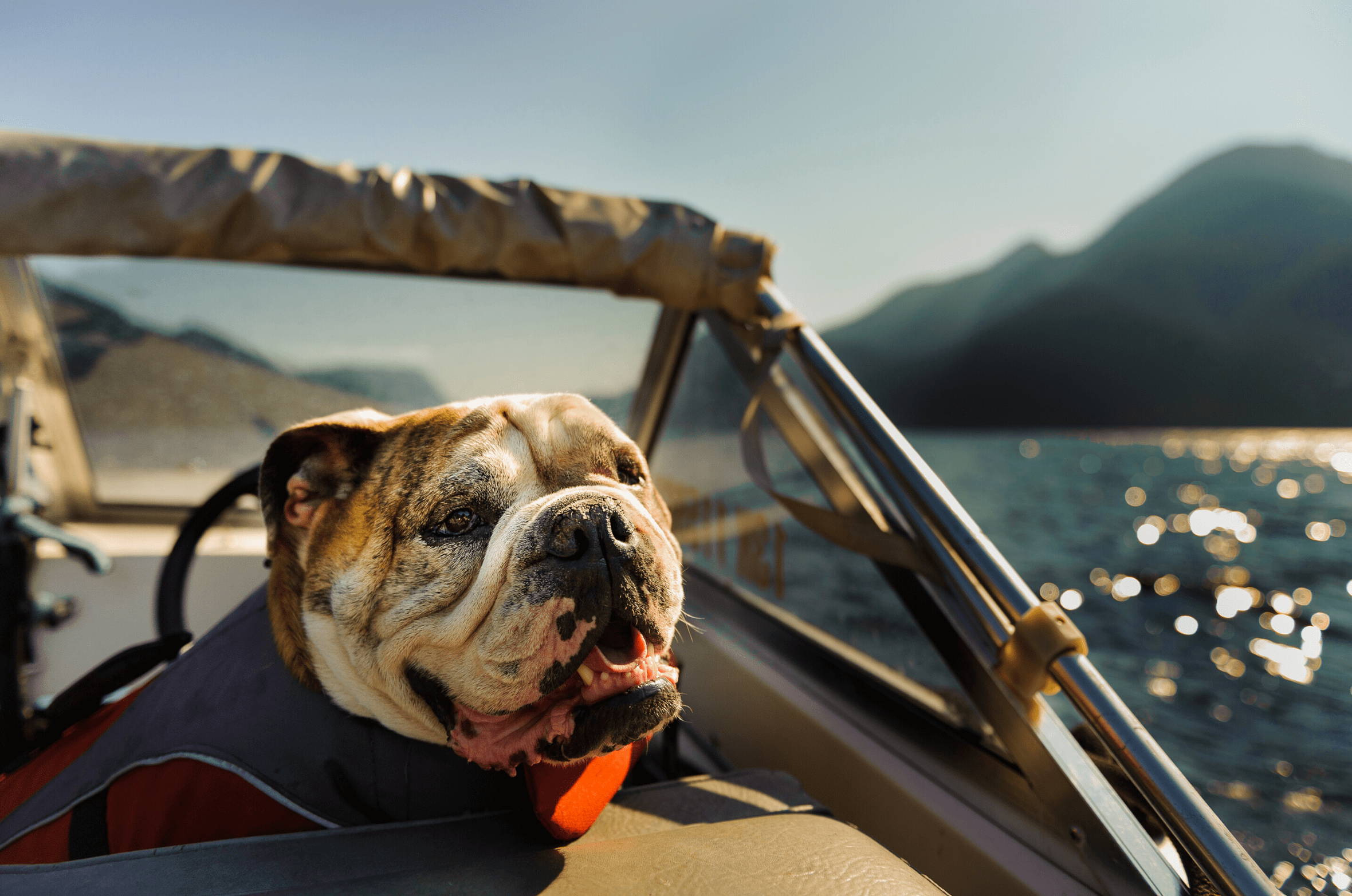 bulldog travel via 7wayfinders