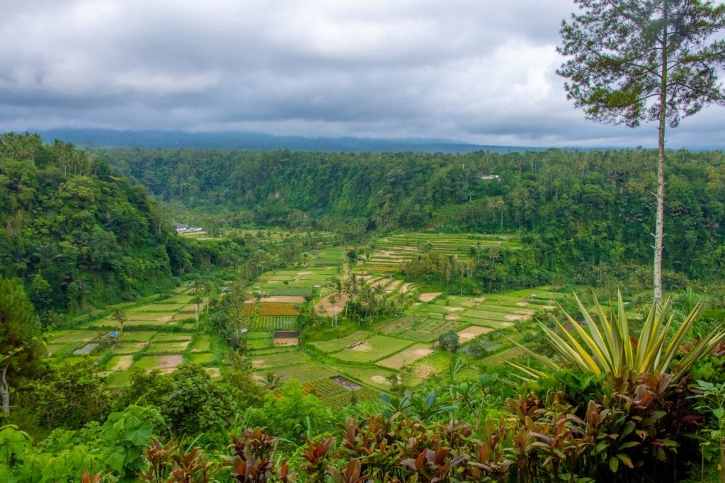 traveling Bali- a beautiful view of the lush greenery