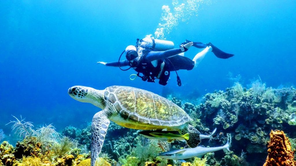 Chris scuba diving behind a large sea turtle