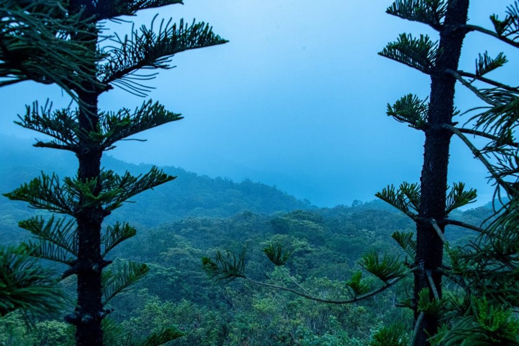 A picture in between two trees of a green mountain view and hazy blue sky 