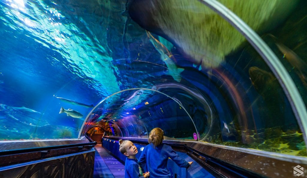 The boys at the aquarium in a glass tunnel 