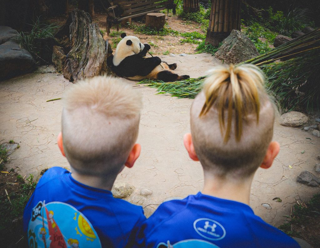 See Pandas in Real Life in China as a Family - 7 Wayfinders