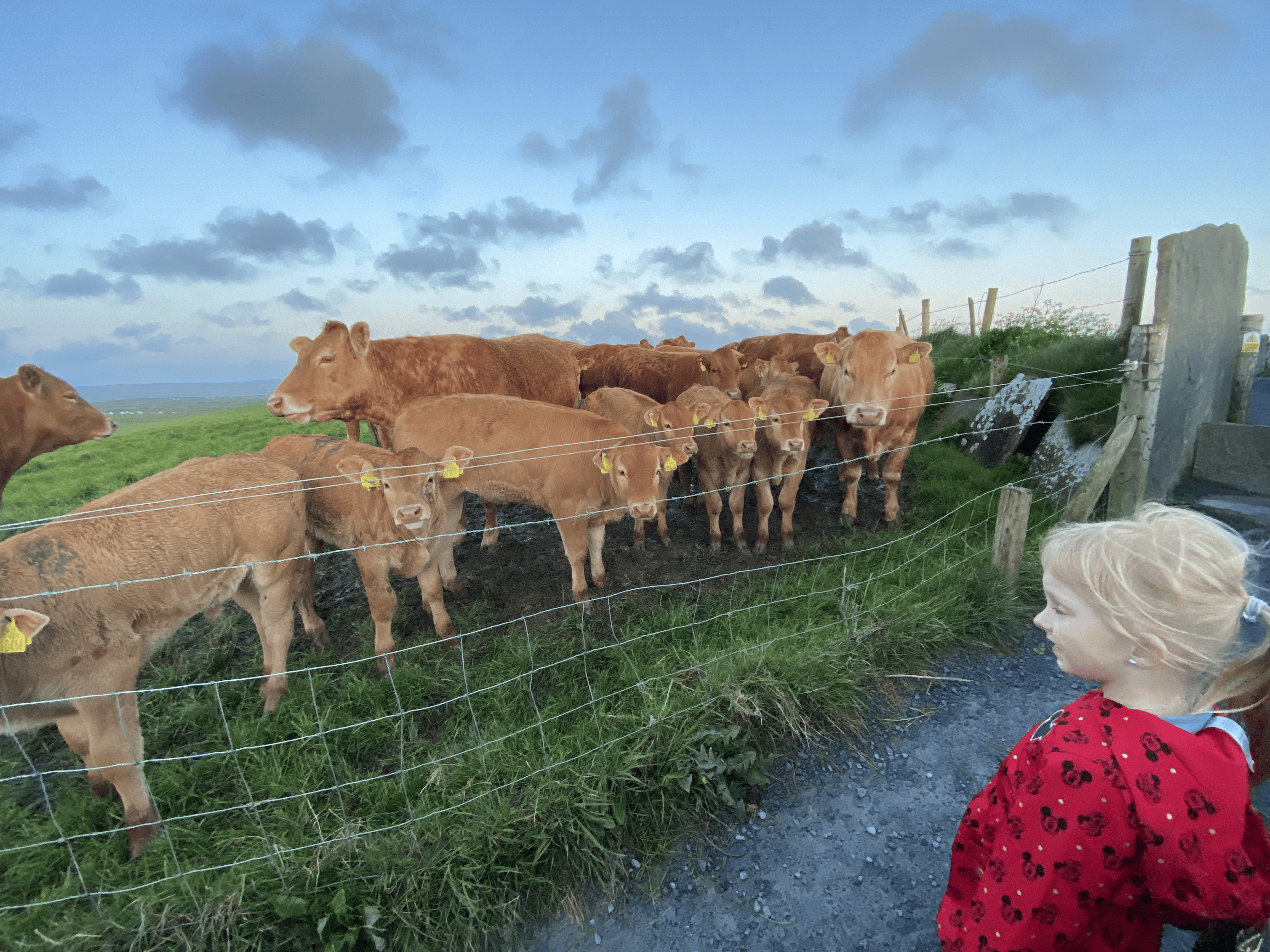 You also get to spot some cows on the trails of Cliffs of Moher with kids, they loved it!