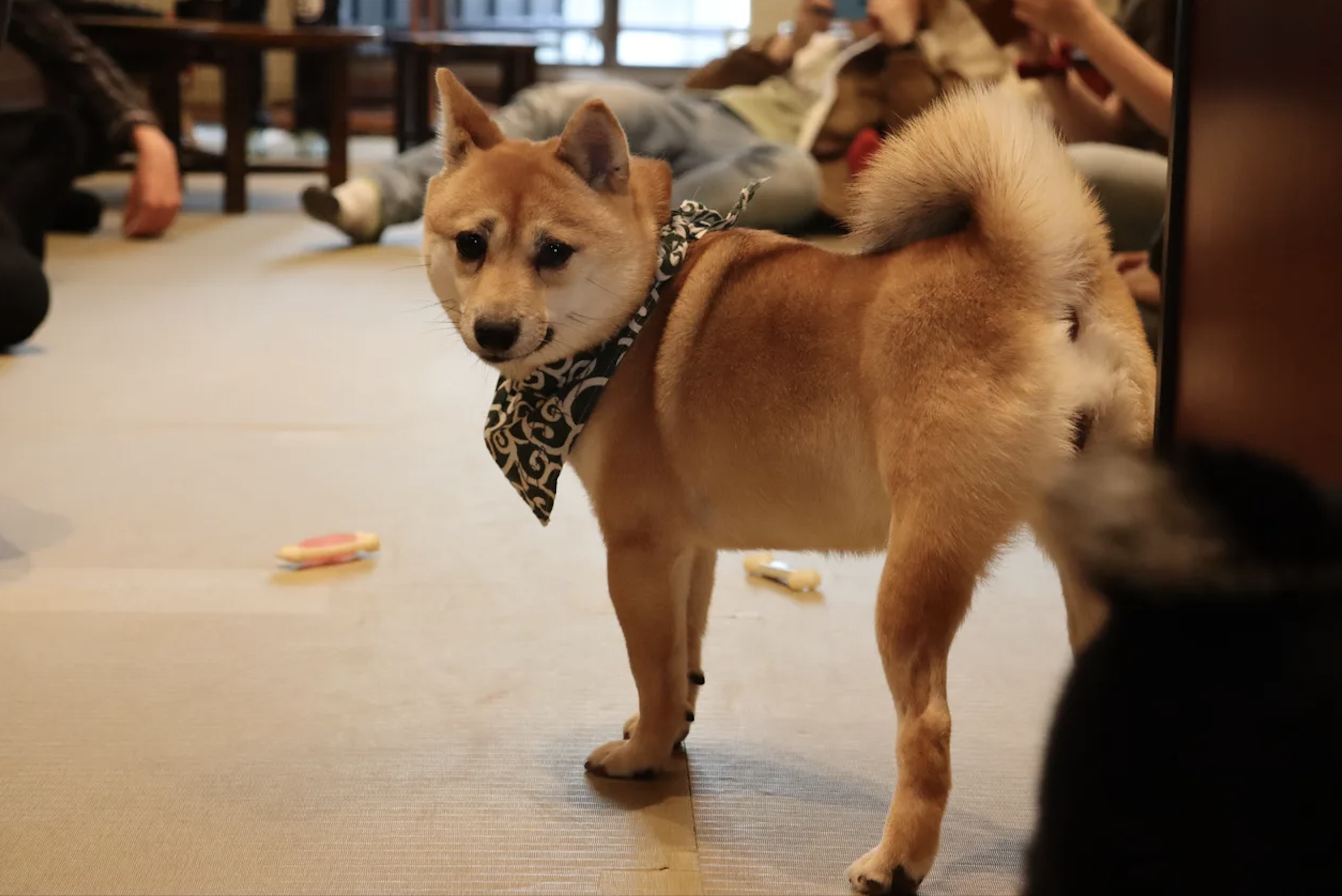 Many of the dog cafés in Japan have Shiba Inus. Photo by: Dogskind from Roboflow.