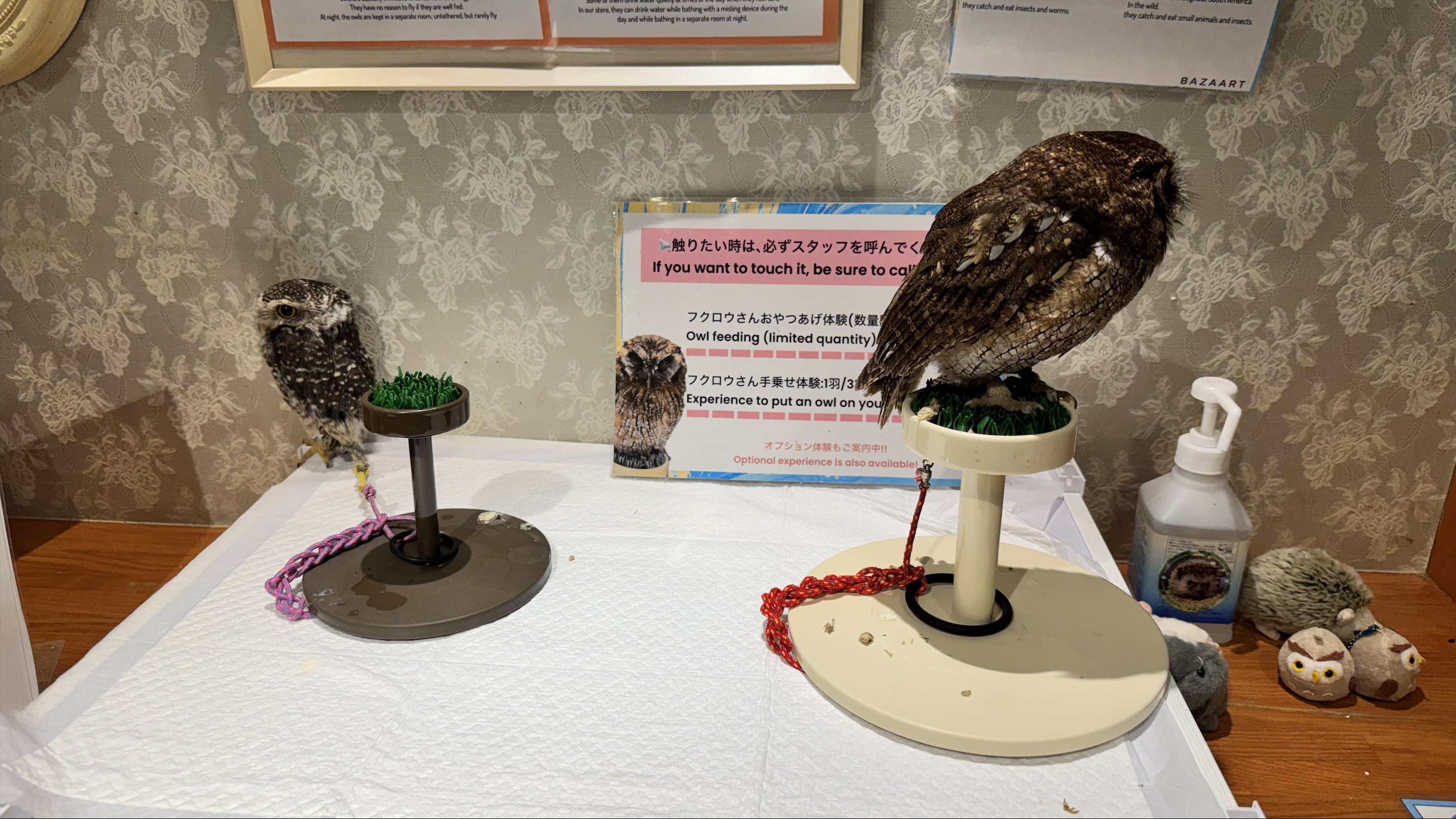 In some owl cafés, the best thing to do is have someone help you interact with owls.