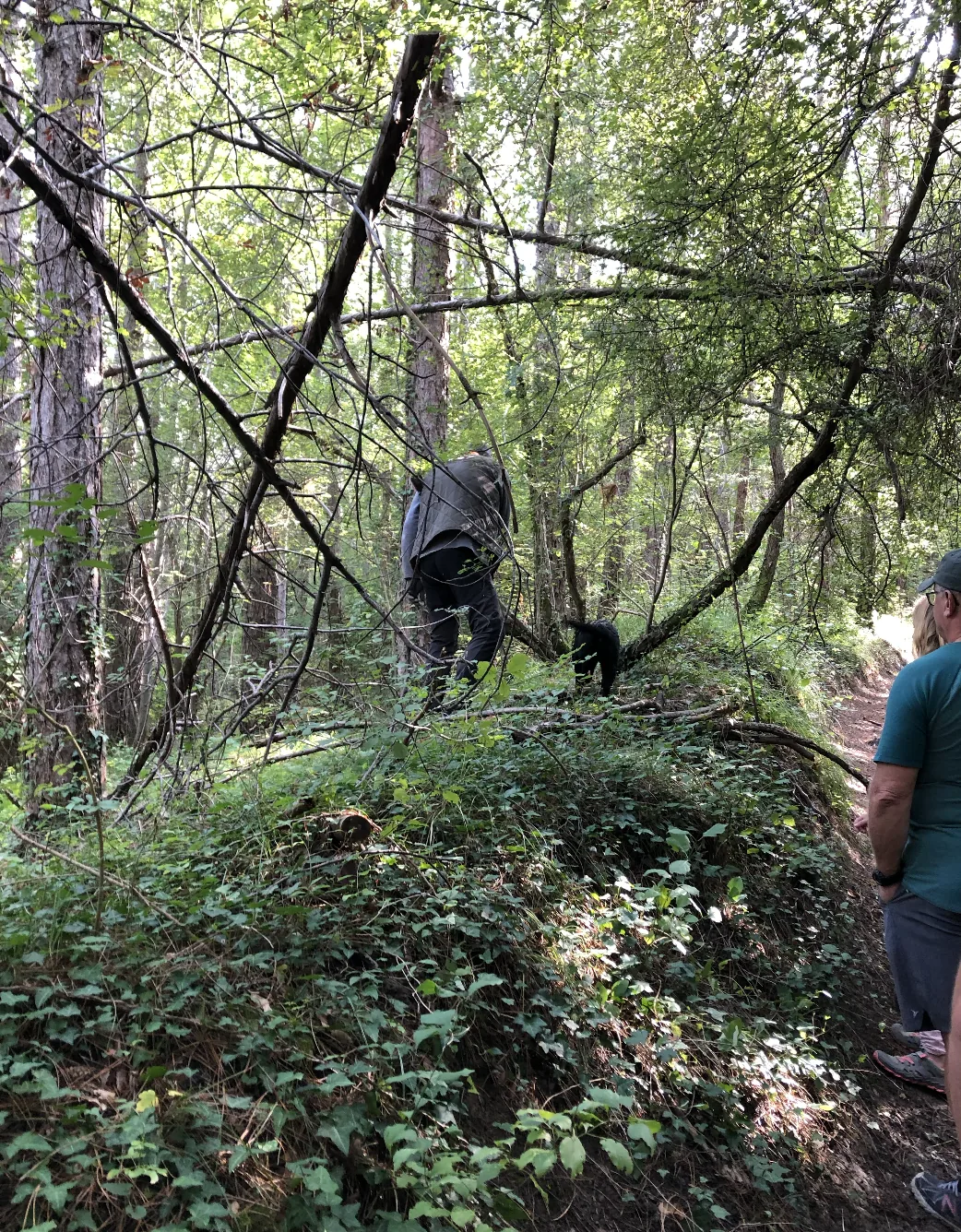 A truffle-hunting dog searches among trees and undergrowth in an Istrian forest.