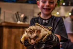 A child holding a hedgehog at a Tokyo animal café