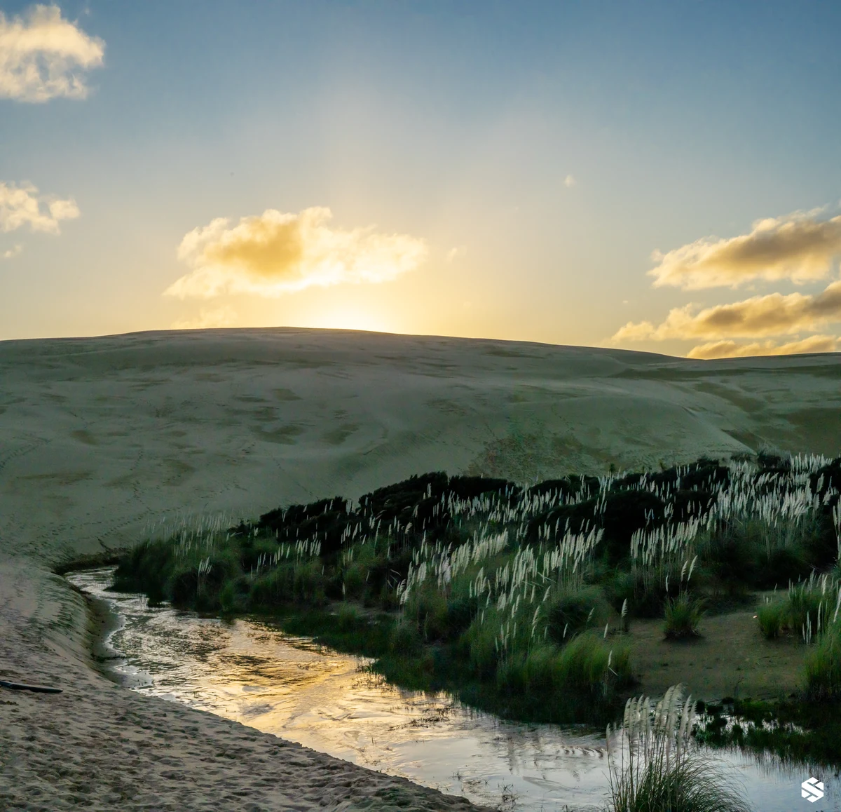 A stream winding between sand dunes and dune grass at sunset